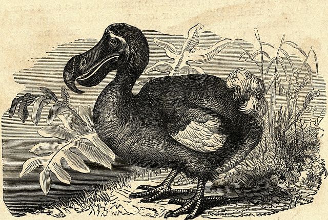 dodo dodo