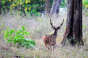 deer intro deer intro