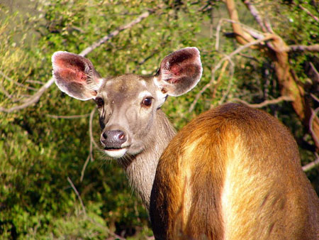 sariska