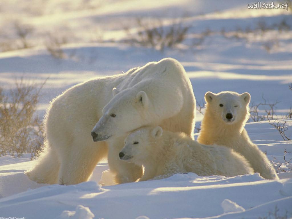 polar bear 3
