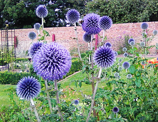 Blue Globe Thistle. Ah, I know this one!