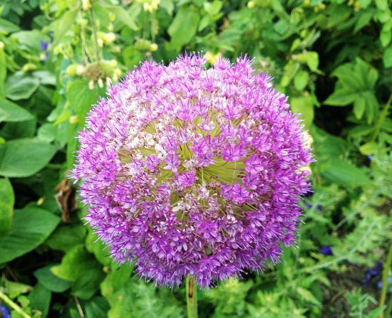 Mauve beauty in a globe - Allium